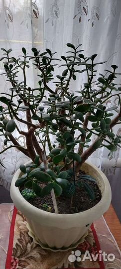 Цветок толстянка