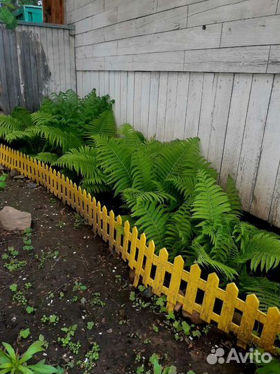 Папоротник садовый
