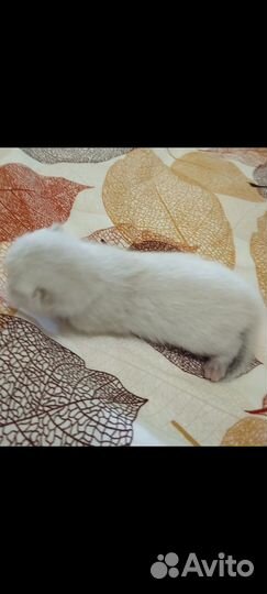 Девочка красавица