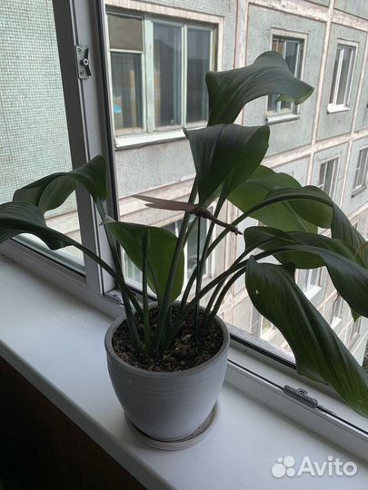 Цветок