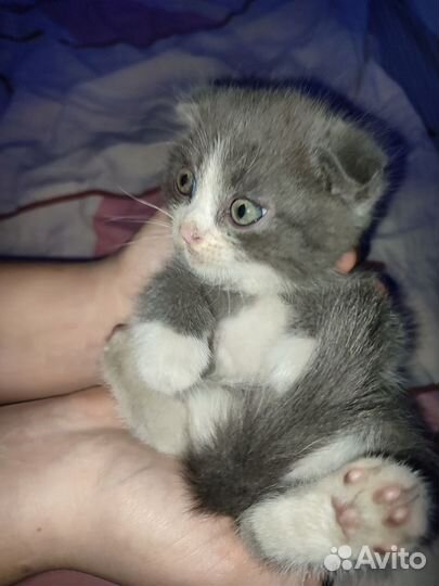Шотландский вислоухий котёнок мальчик