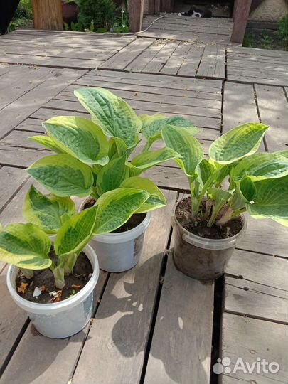 Хосты, гипсофила