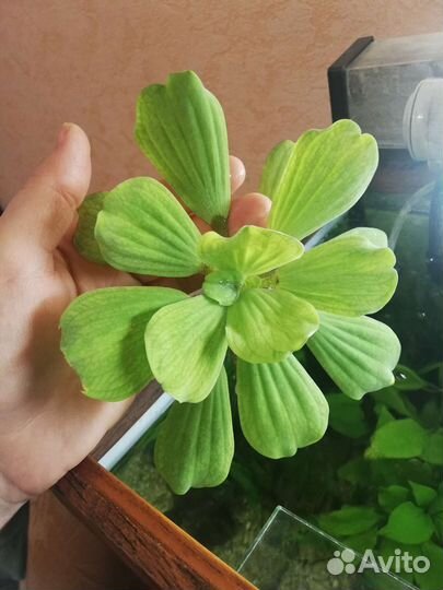 В дар аквариумное растение Пистия