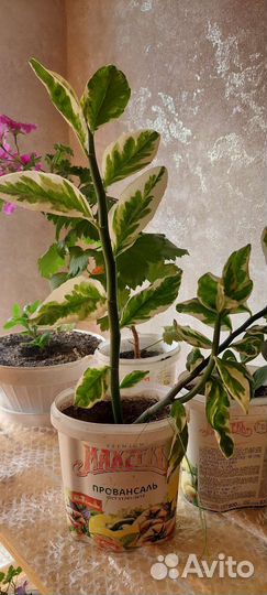 Педилантус титималоидный