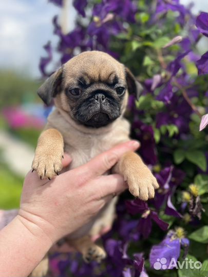 Щенки мопса