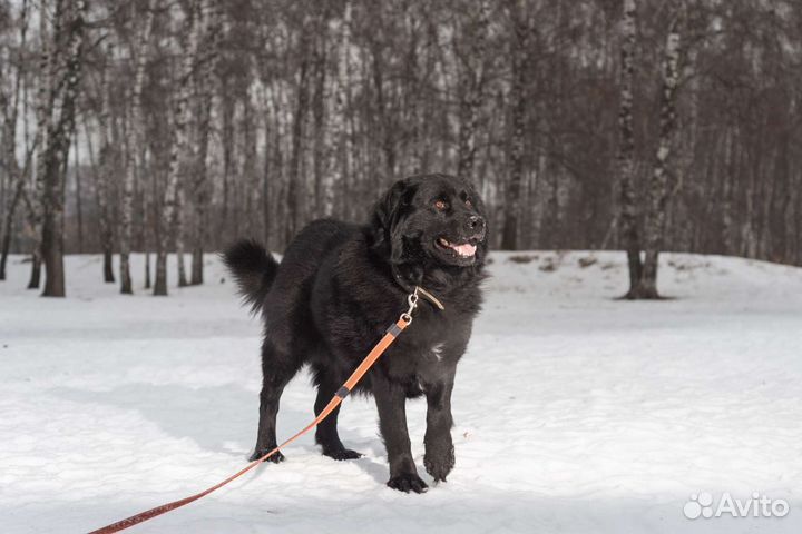 Улыбчивый Атос в поисках дома
