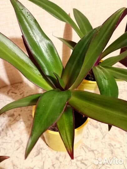 Рэо, кампанула, диффебахия