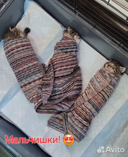 Котята отдам