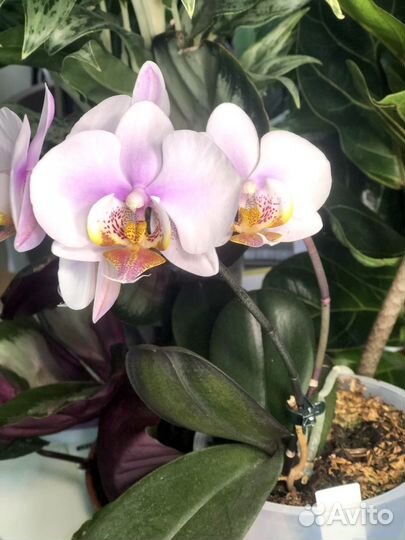 Орхидея фаленопсис