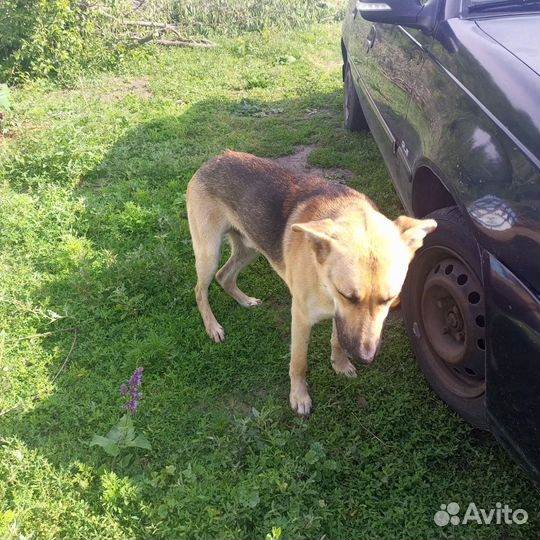 Собаки бесплатно