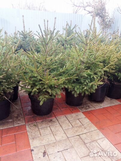 Ель голубая сорт: Эрих Фрам.Ель зелёная