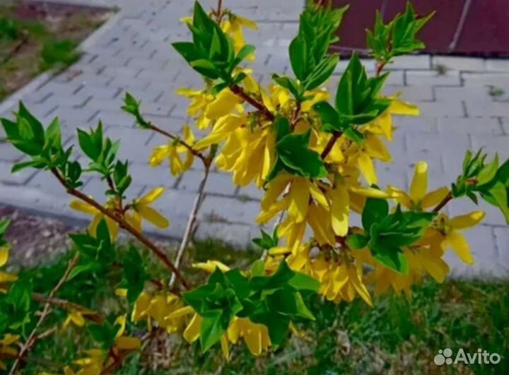 Форзиция сформированный кустарник