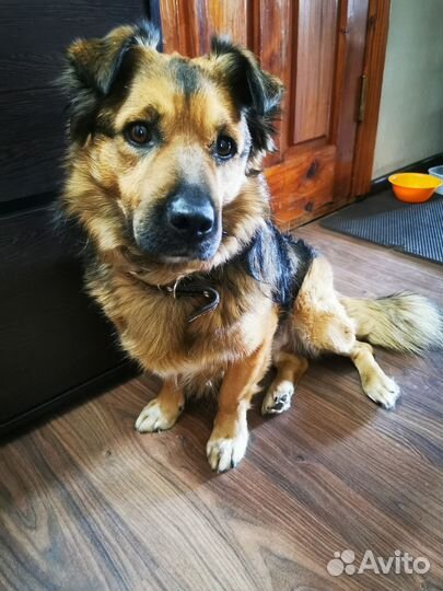 Собака в добрые руки