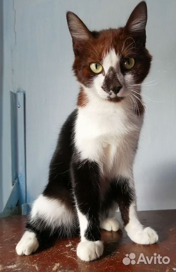 Саймон - славный Котик