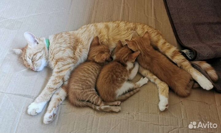 Рыжики на счастье