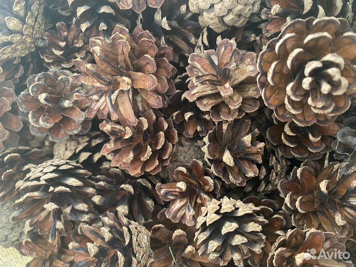 Шишки сосновые
