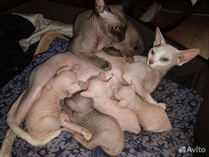 Канадский сфинкс