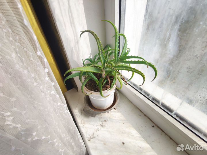 Алоэ лечебный