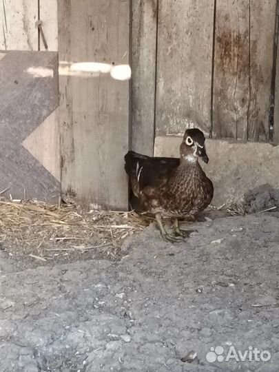 Декоративные птицы