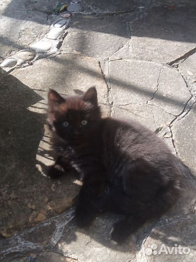 Котята в дар