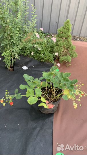 Рассада клубники