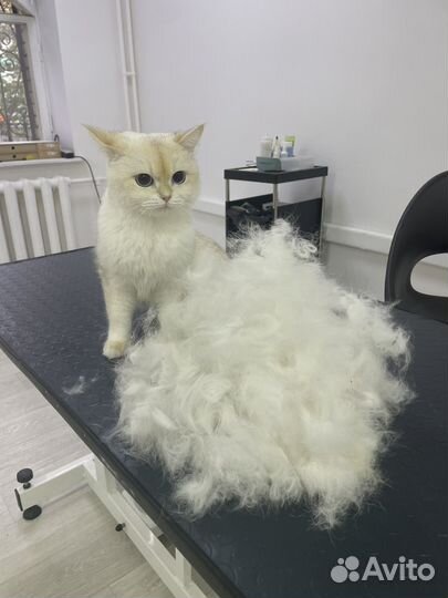 Груминг кошек