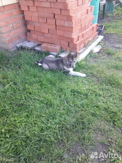 Продам Щенка зсл