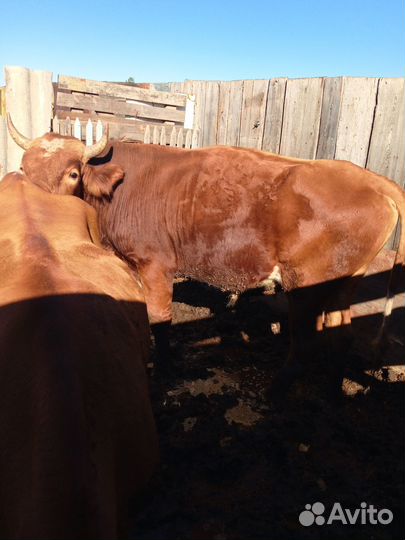 Продажа крс