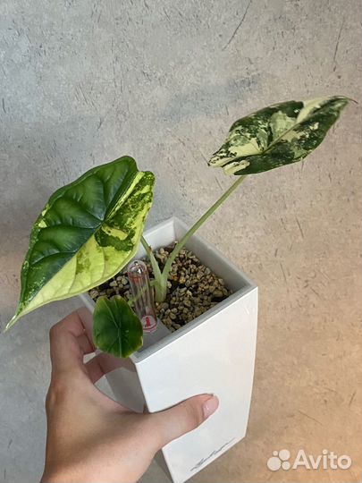 Алоказия шкура дракона альбо вар dragon scale albo