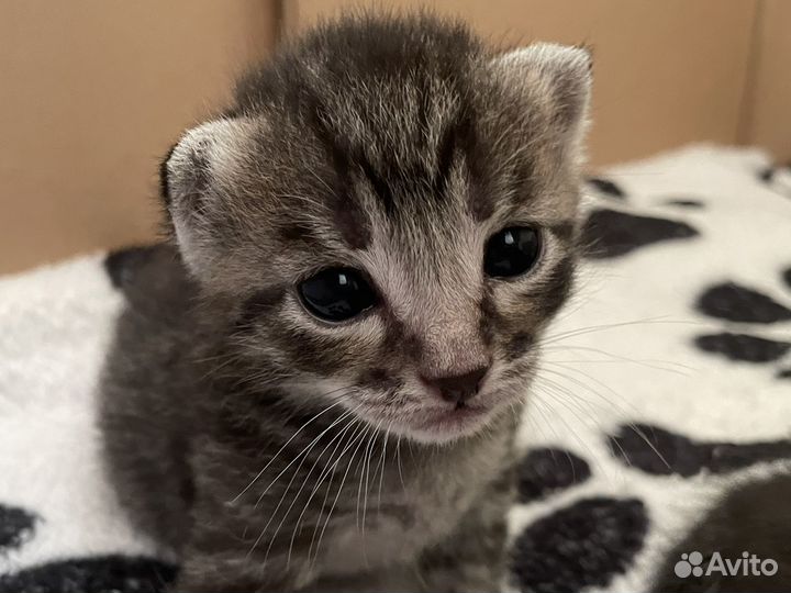 Бронь на котят