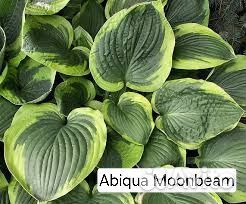 Хоста Abiqua Moonbeam