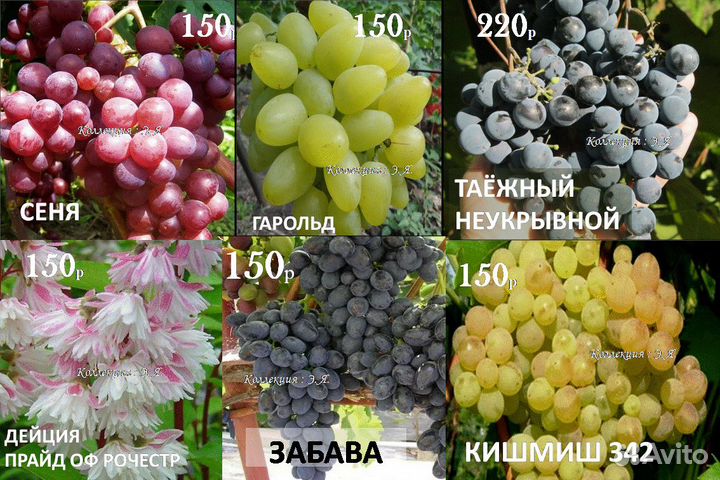 Виноград,Жимолость, Кустарники. Доставка Почтой