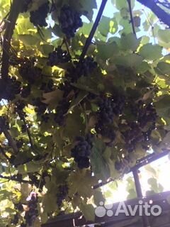 Виноград Изабелла