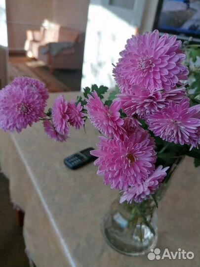 Саженцы дубков