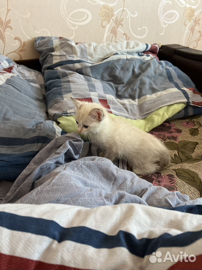 Белый котенок с голубыми глазами