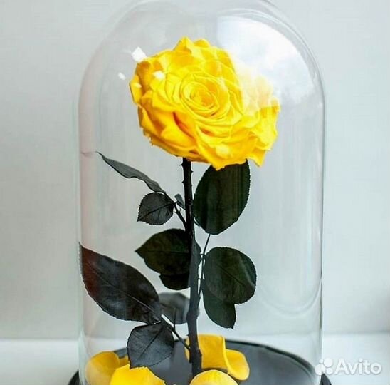Розы в колбе разные