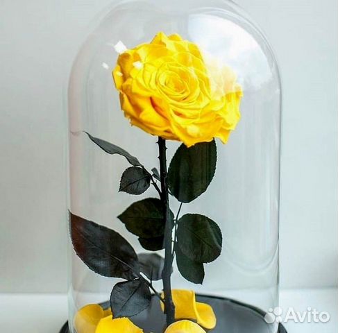 Розы в колбе разные