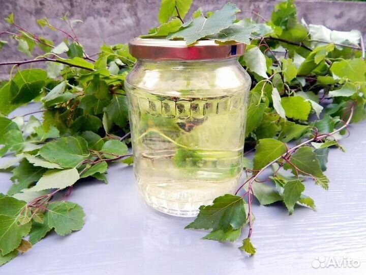 Березовый гриб чага