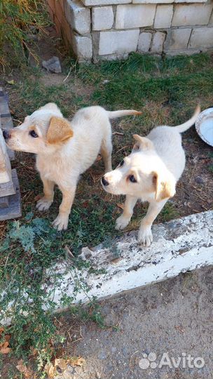 Щенки