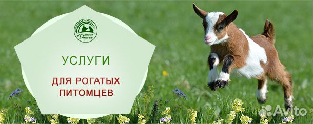 Ветеринарные услуги