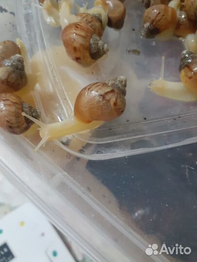 Улитята Ахатина