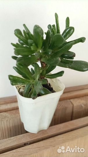 Толстянка (крассула хобит)