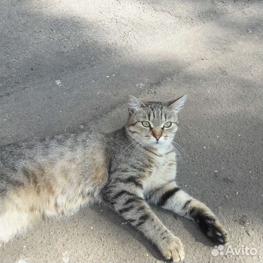 Европейская