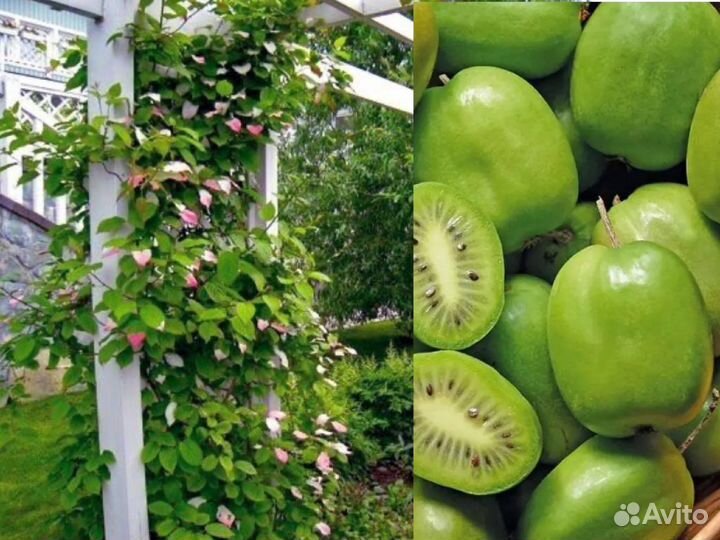 Актинидия киви Доминикана многолетнее растение