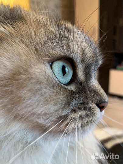 Кошки в добрые руки бесплатно