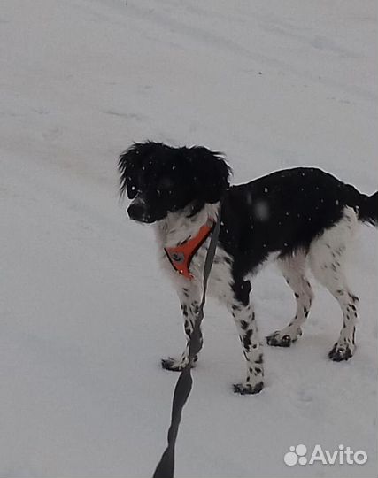 Отдам собаку в добрые руки