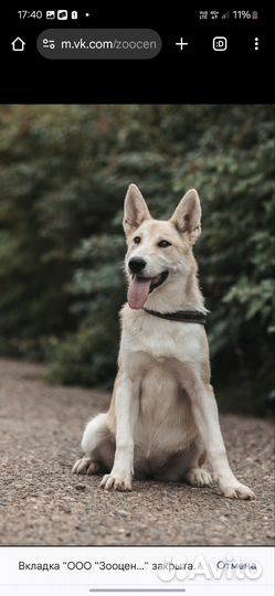 Хаски девочка в добрые руки