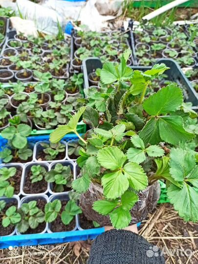 Рассада клубники