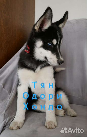 Щенки Сибирский Хаски