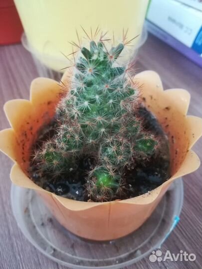 Мини кактус